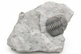 Partially Enrolled Eldredgeops Trilobite Fossil - Paulding, Ohio #224918-1